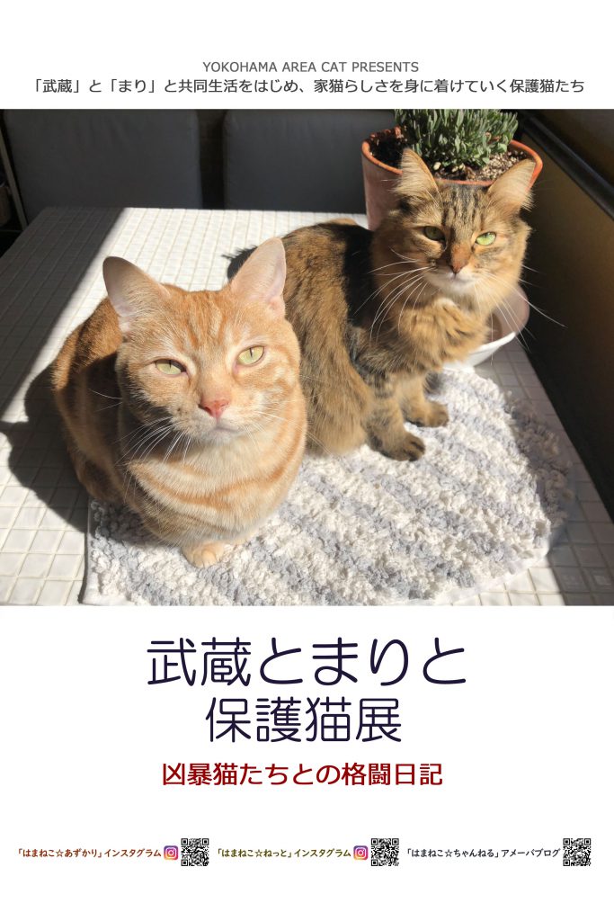 H31.2.15-16(金-土)　武蔵とまりと保護猫展